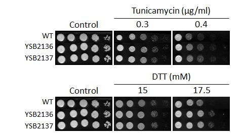 ER stress phenotype for CNAG_06310T0