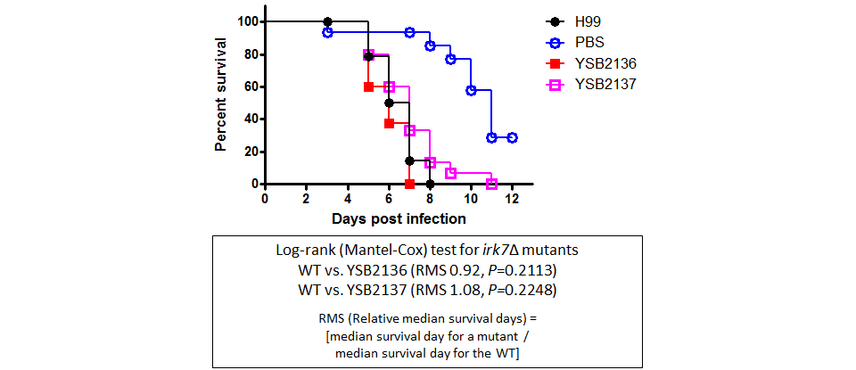 Galleria mellonella virulence data for CNAG_06310T0