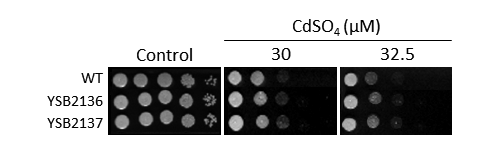 Heavy metal stress phenotype for CNAG_06310T0