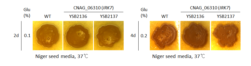 Melanin phenotype for CNAG_06310T0