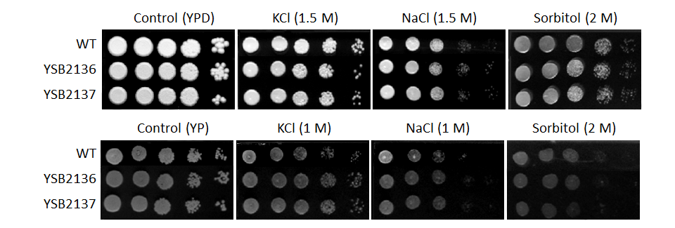 Osmotic stress phenotype for CNAG_06310T0