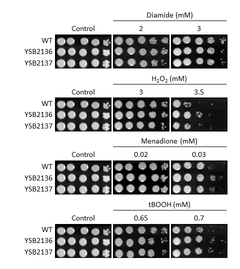 Oxidative stress phenotype for CNAG_06310T0