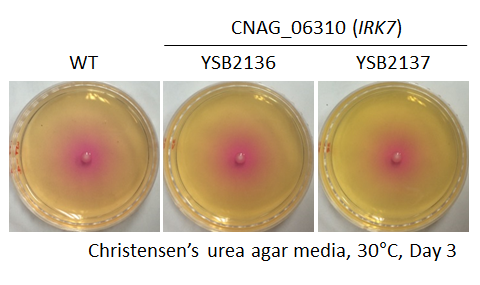 Urease phenotype for CNAG_06310T0