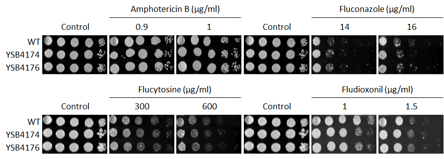 Antifungal drug susceptibility for CNAG_06366T0