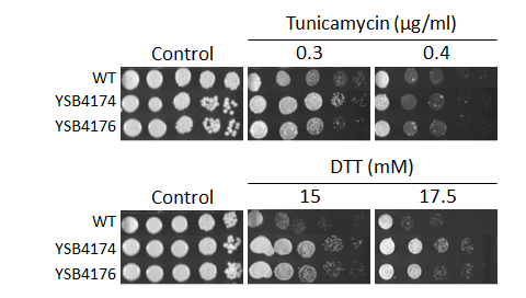 ER stress phenotype for CNAG_06366T0