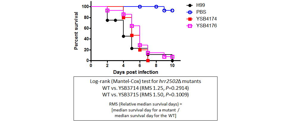 Galleria mellonella virulence data for CNAG_06366T0