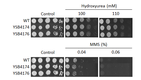 Genotoxic stress phenotype for CNAG_06366T0