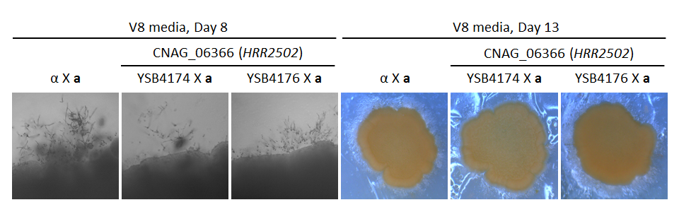 Growth phenotype for CNAG_06366T0