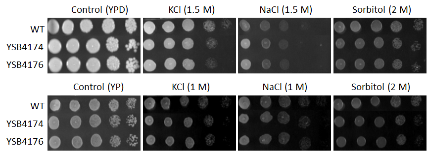 Osmotic stress phenotype for CNAG_06366T0