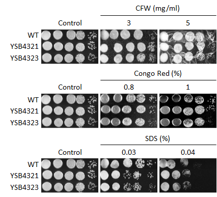 Cell wall stress phenotype for CNAG_06490T0