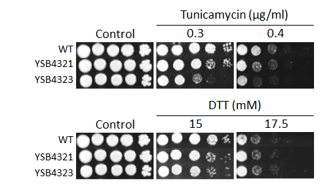 ER stress phenotype for CNAG_06490T0