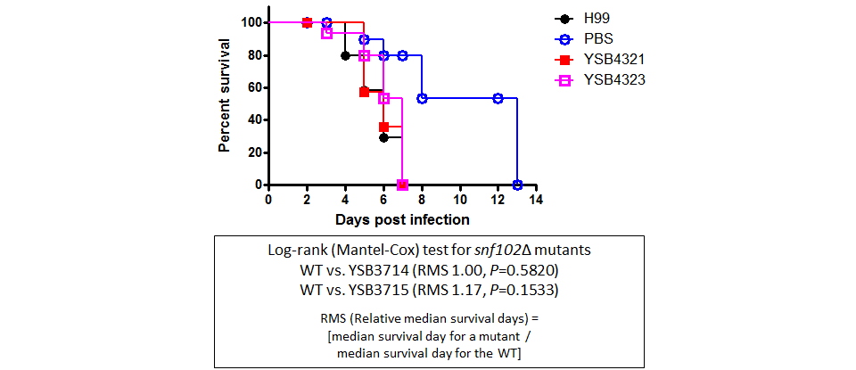 Galleria mellonella virulence data for CNAG_06490T0