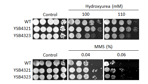 Genotoxic stress phenotype for CNAG_06490T0