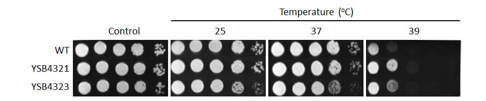 Growth phenotype for CNAG_06490T0