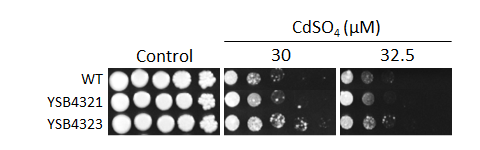 Heavy metal stress phenotype for CNAG_06490T0