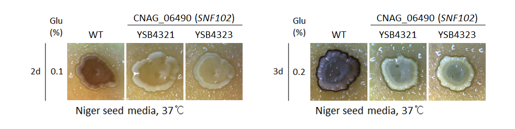 Melanin phenotype for CNAG_06490T0