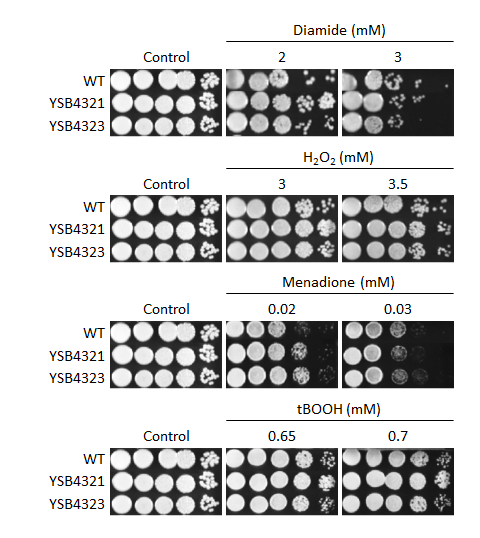 Oxidative stress phenotype for CNAG_06490T0