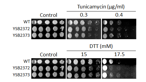 ER stress phenotype for CNAG_06552T0