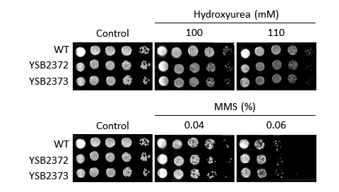 Genotoxic stress phenotype for CNAG_06552T0