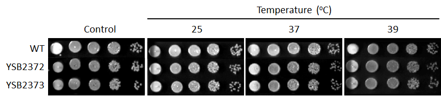 Growth phenotype for CNAG_06552T0