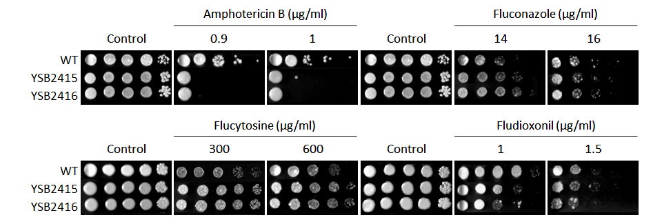 Antifungal drug susceptibility for CNAG_06553T0