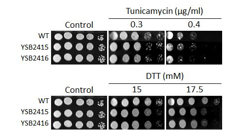 ER stress phenotype for CNAG_06553T0