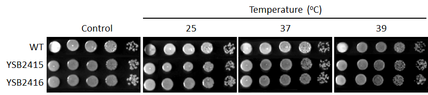 Growth phenotype for CNAG_06553T0