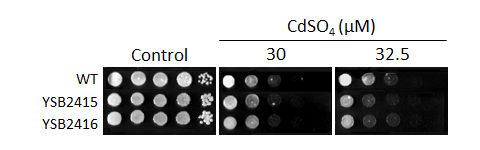 Heavy metal stress phenotype for CNAG_06553T0