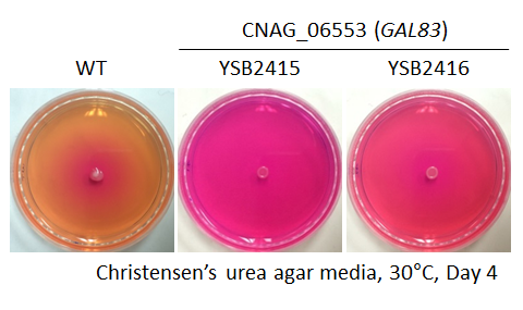 Urease phenotype for CNAG_06553T0