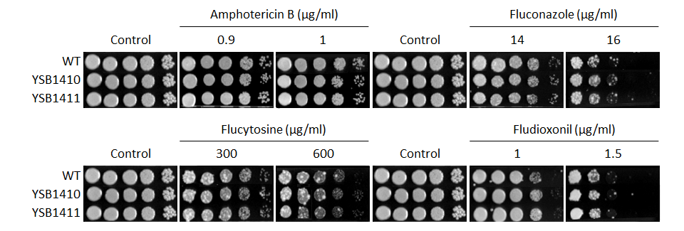 Antifungal drug susceptibility for CNAG_06568T0