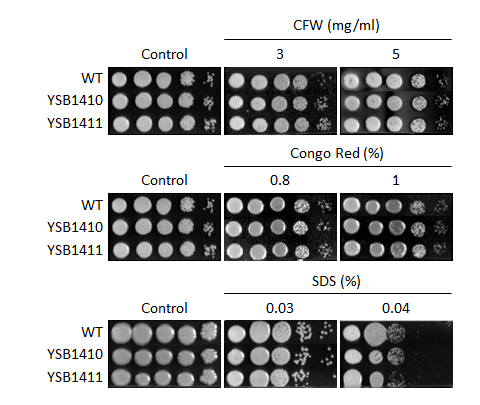 Cell wall stress phenotype for CNAG_06568T0