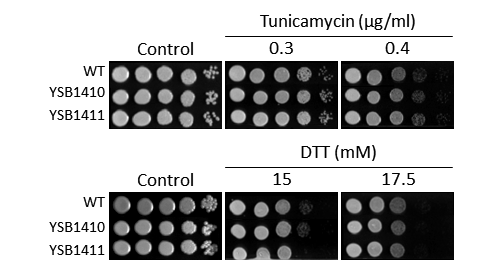 ER stress phenotype for CNAG_06568T0
