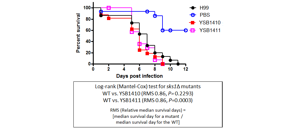 Galleria mellonella virulence data for CNAG_06568T0