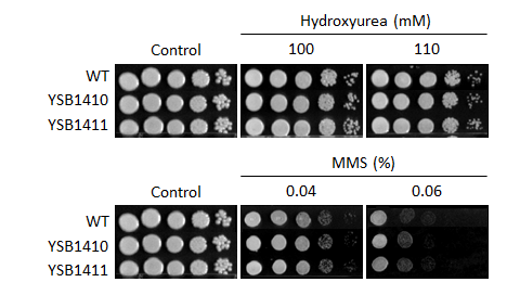 Genotoxic stress phenotype for CNAG_06568T0
