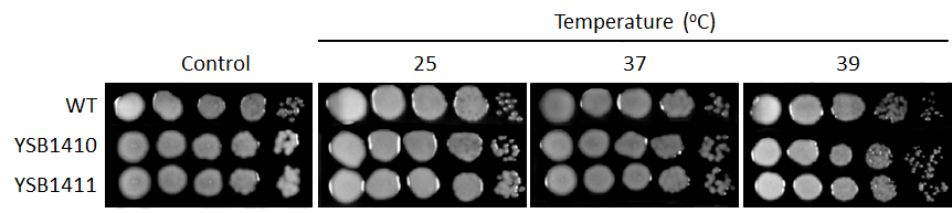 Growth phenotype for CNAG_06568T0