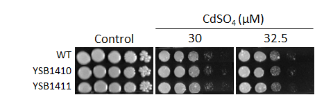 Heavy metal stress phenotype for CNAG_06568T0