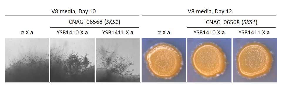 Growth phenotype for CNAG_06568T0