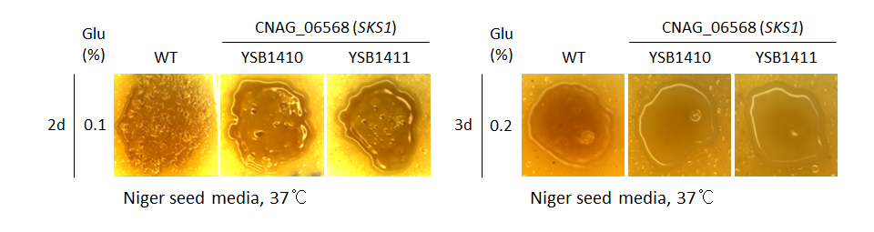 Melanin phenotype for CNAG_06568T0