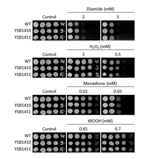 Oxidative stress phenotype for CNAG_06568T0