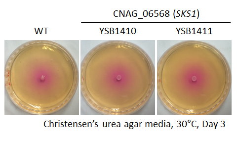 Urease phenotype for CNAG_06568T0