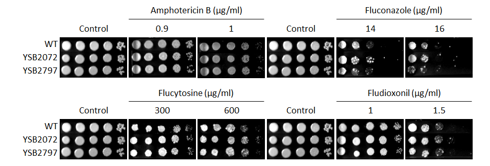 Antifungal drug susceptibility for CNAG_06632T0