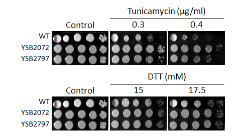 ER stress phenotype for CNAG_06632T0