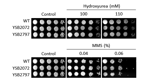 Genotoxic stress phenotype for CNAG_06632T0
