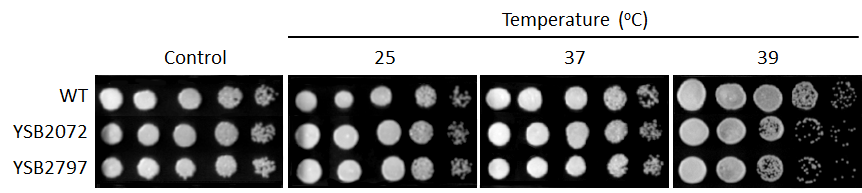 Growth phenotype for CNAG_06632T0
