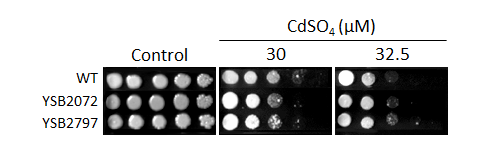 Heavy metal stress phenotype for CNAG_06632T0