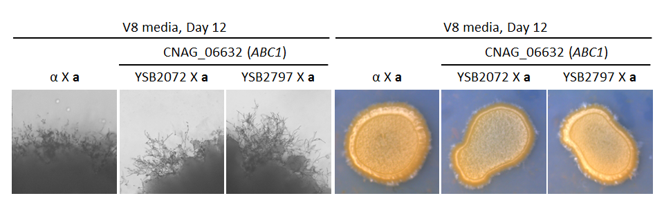 Growth phenotype for CNAG_06632T0