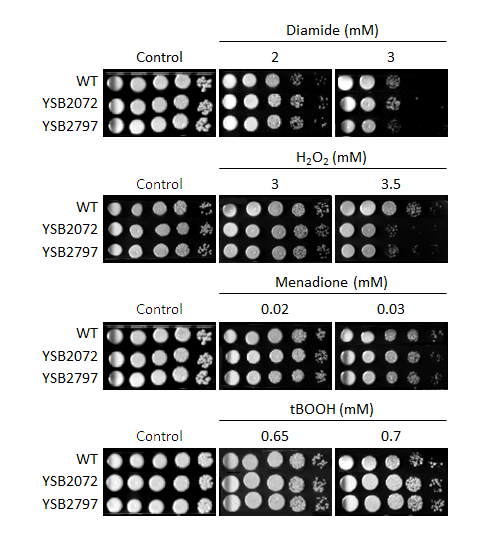 Oxidative stress phenotype for CNAG_06632T0