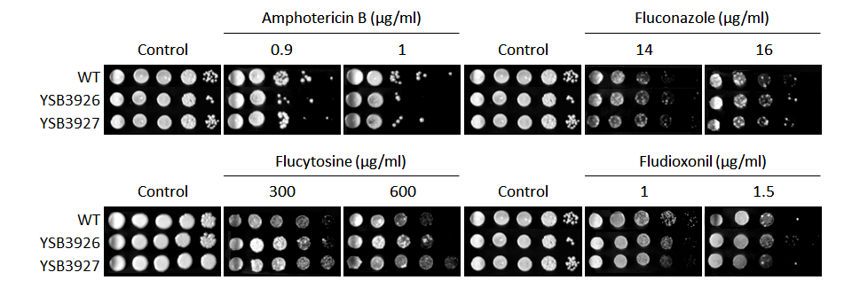 Antifungal drug susceptibility for CNAG_06671T0