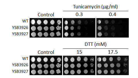ER stress phenotype for CNAG_06671T0