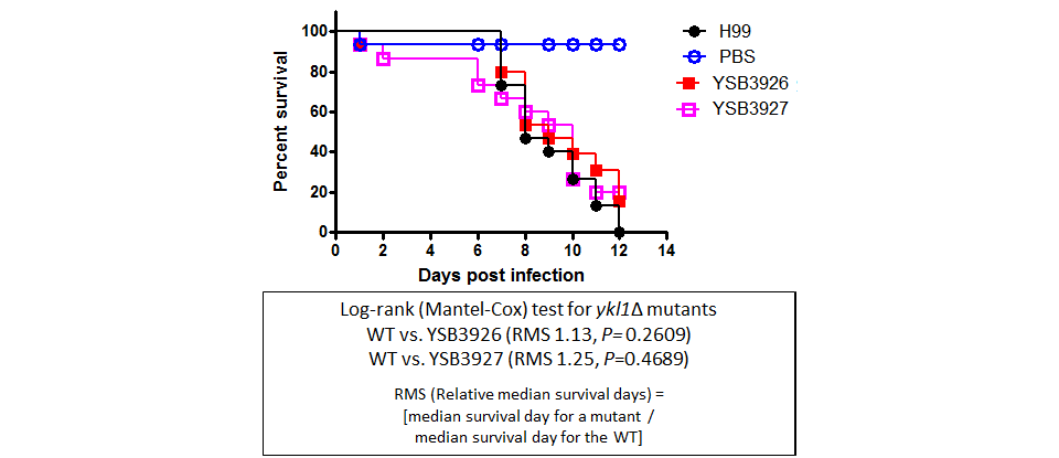 Galleria mellonella virulence data for CNAG_06671T0